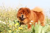 CHOW CHOW 279
